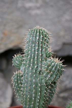 hoodia kaktusfeige